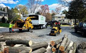 Reliable Miami Springs, FL Tree Removal and Landscaping Services Solutions